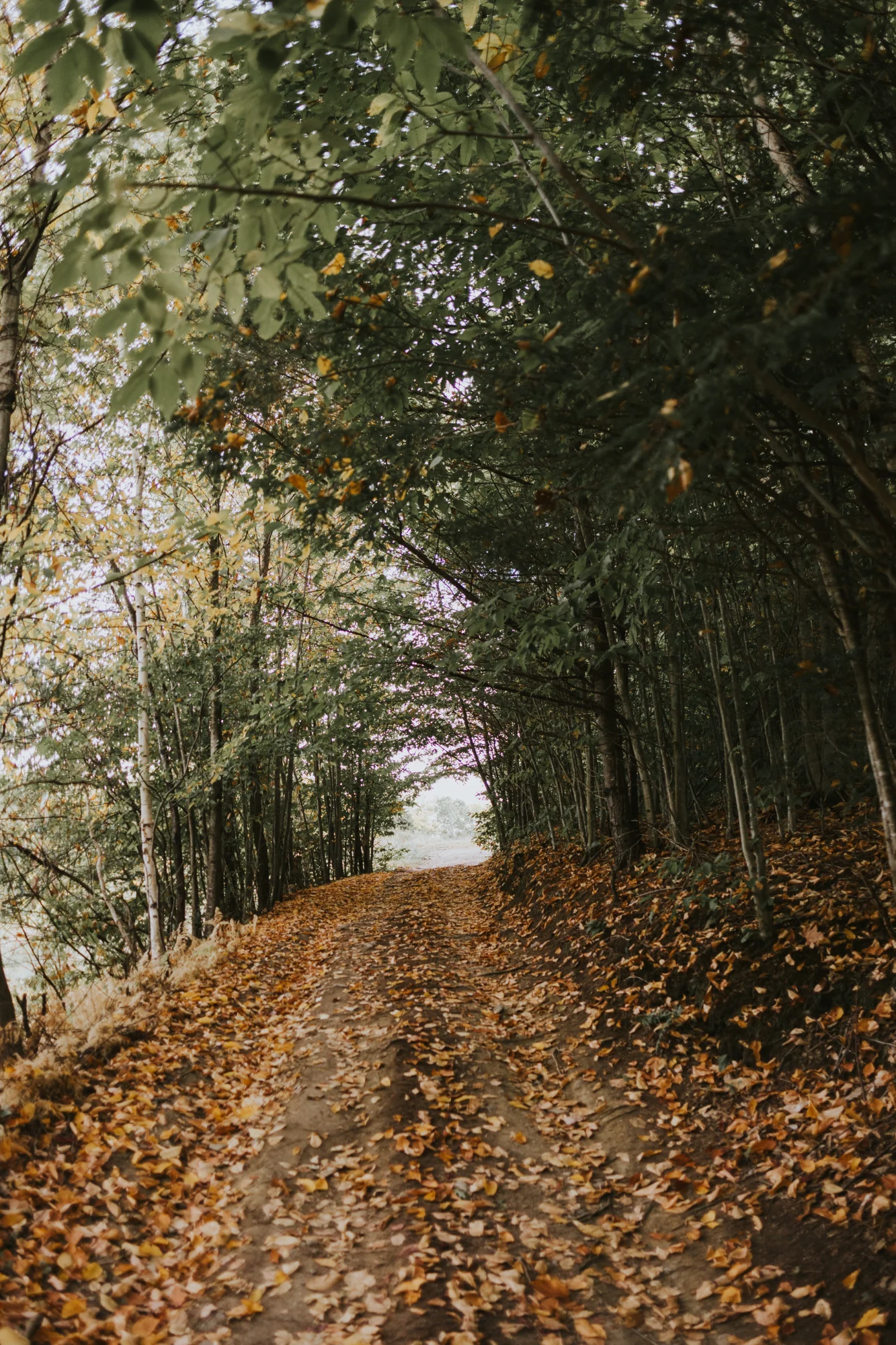 Path through autumn trees