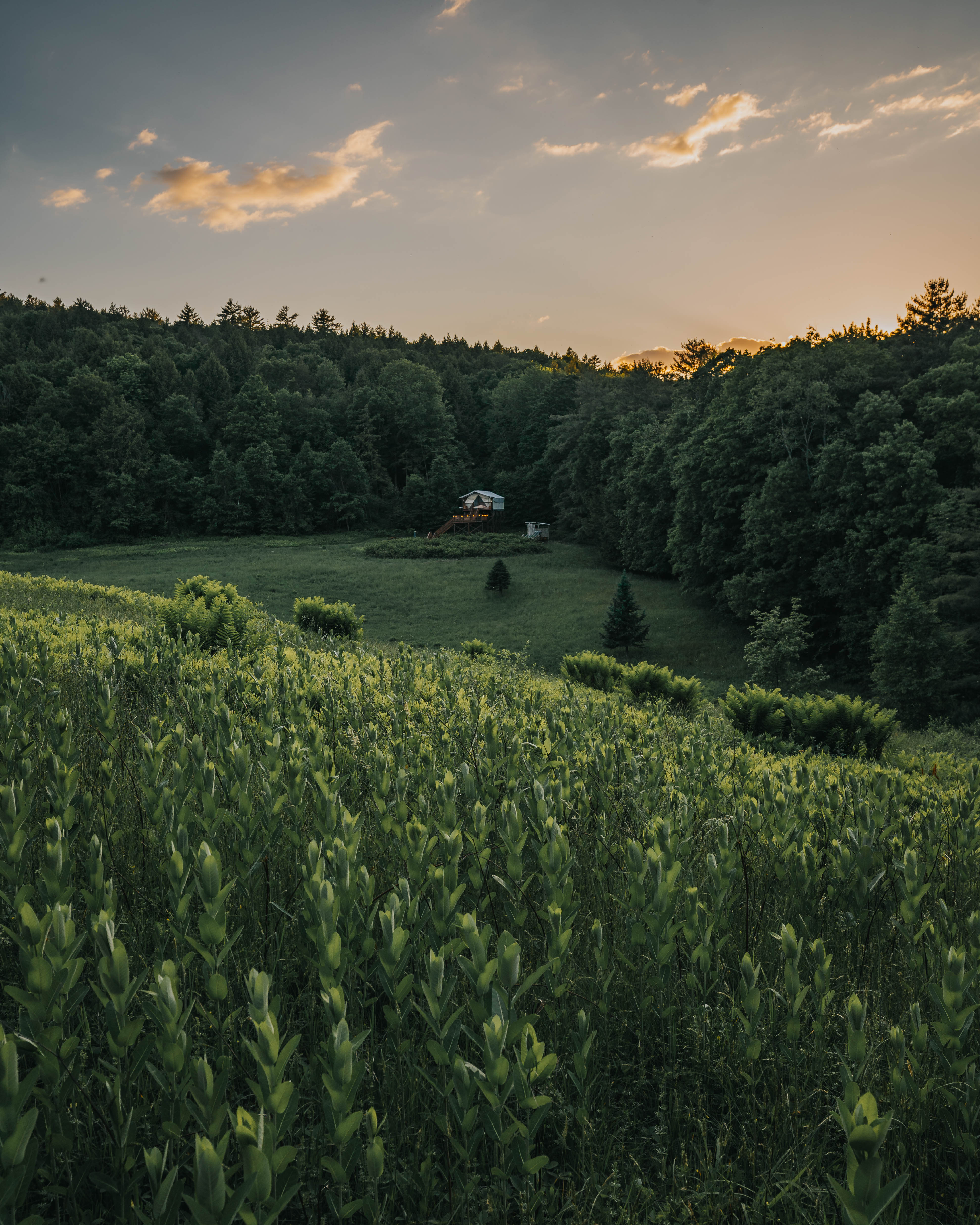 Tent in the meadow at golden hour