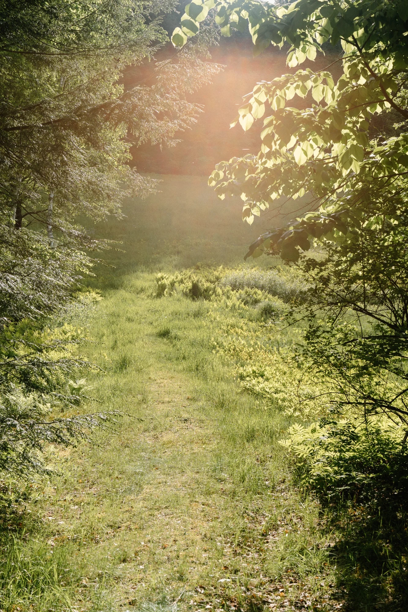 Sunlit path through the trees